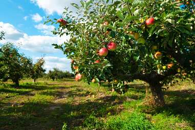 Love Apple Farm