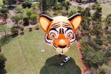 tiger hot air balloon