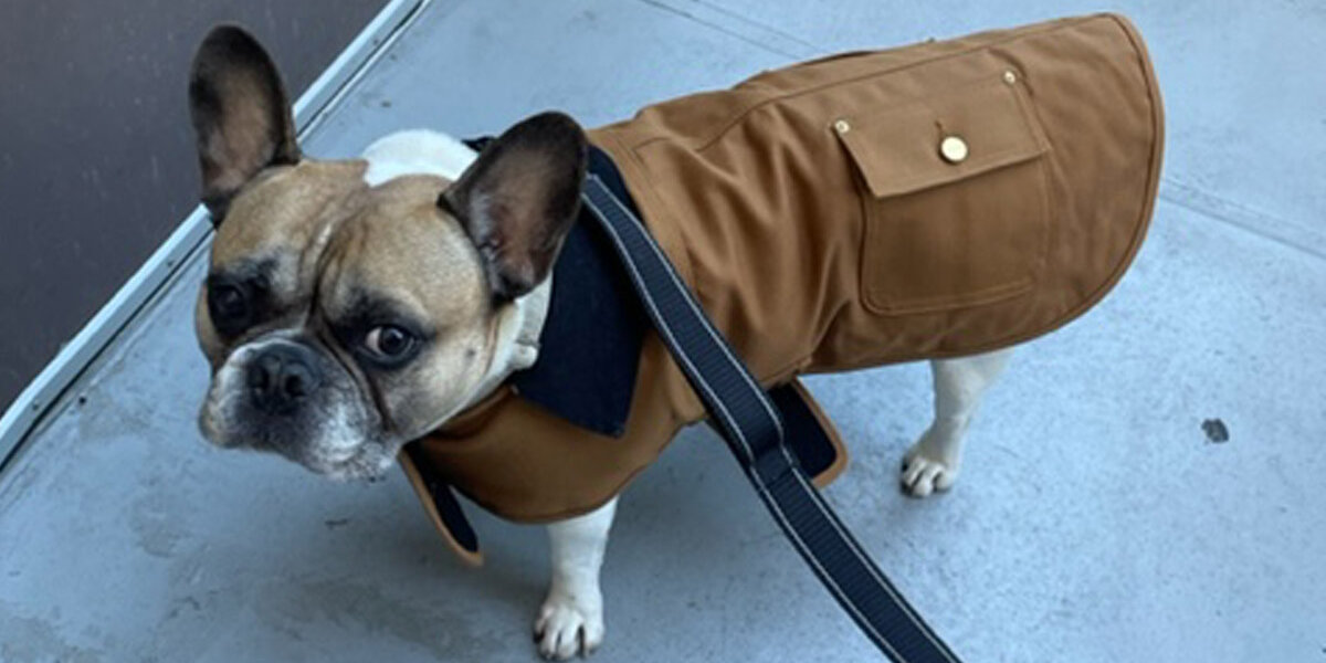 Dog jacket with harness online