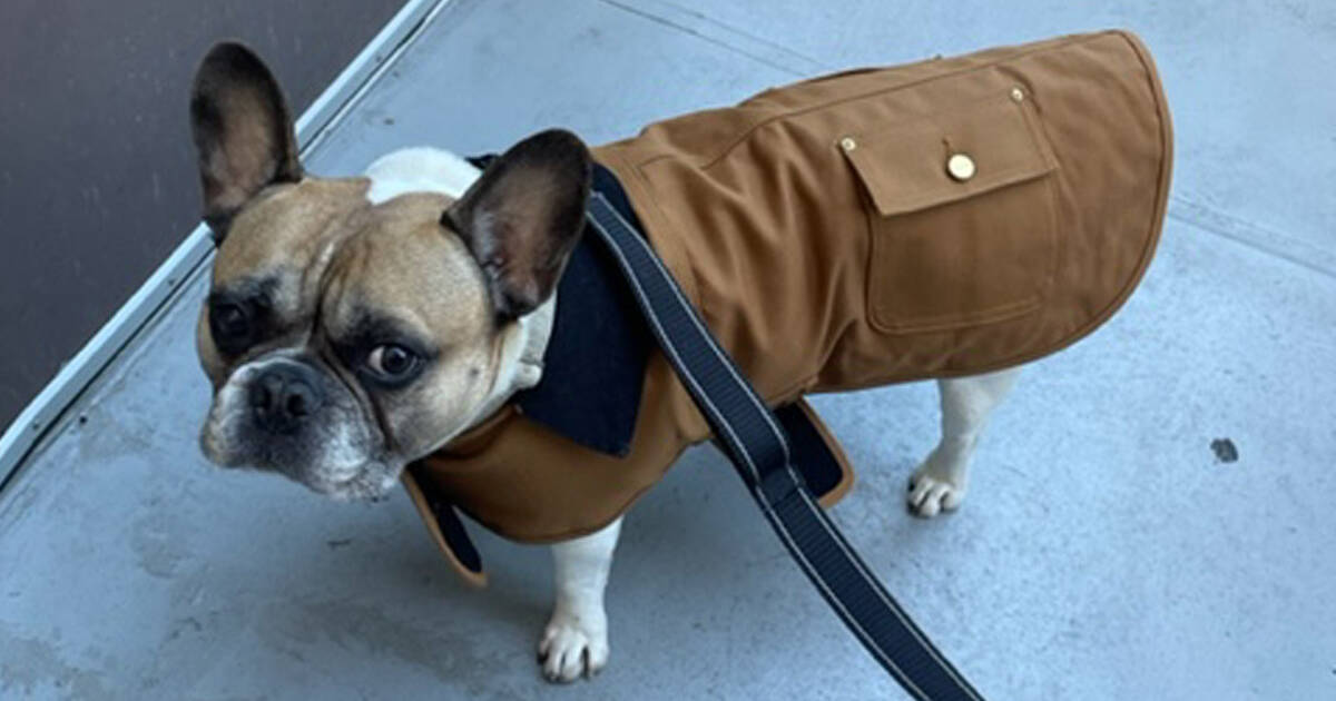 Carhartt store dog sweater