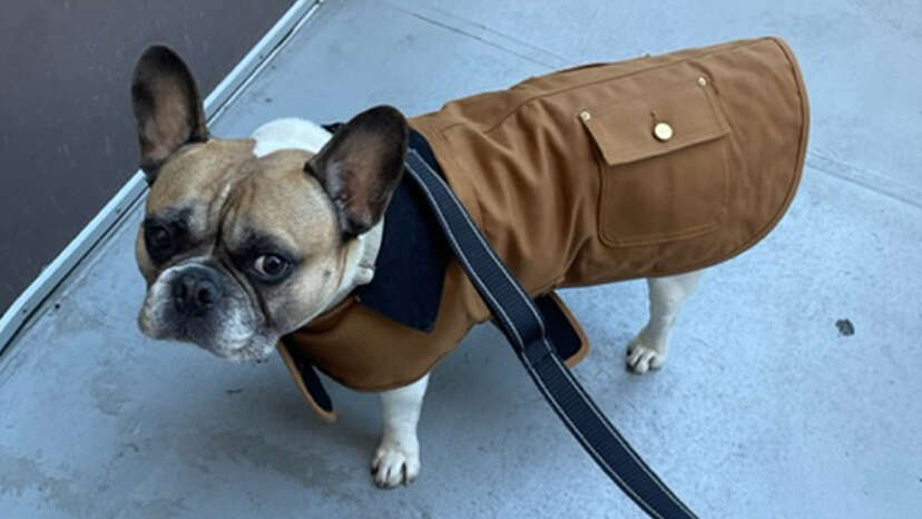 Orange carhartt outlet dog coat