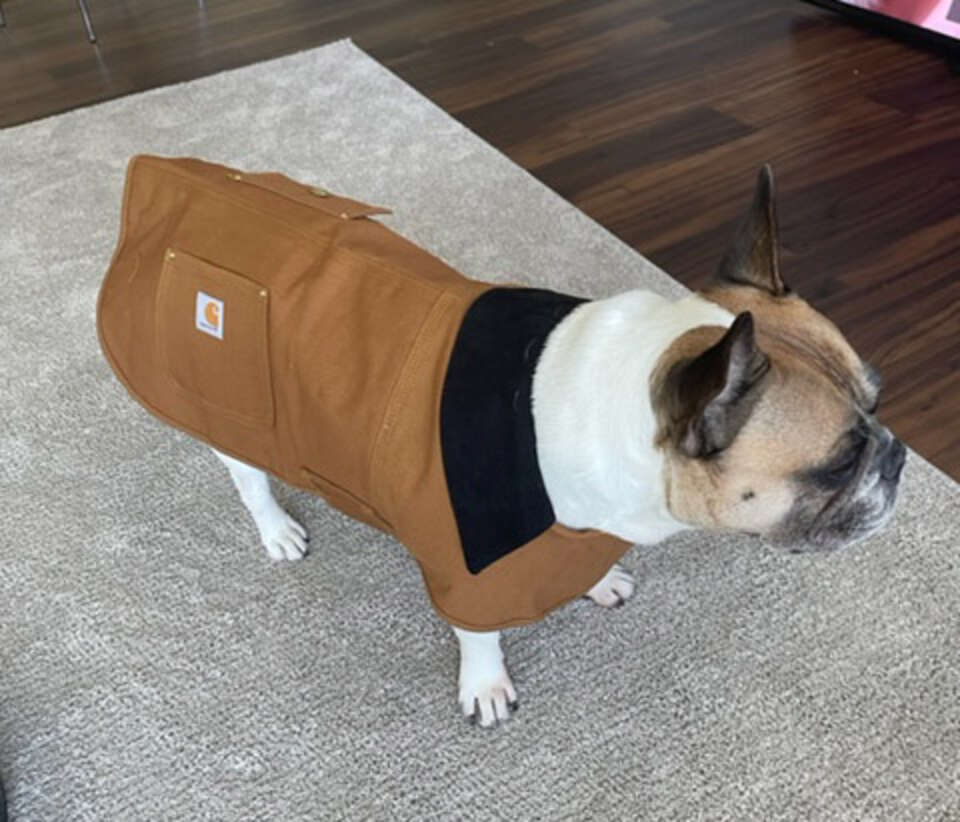Carhartt Dog Coat Size at Alice Manning blog