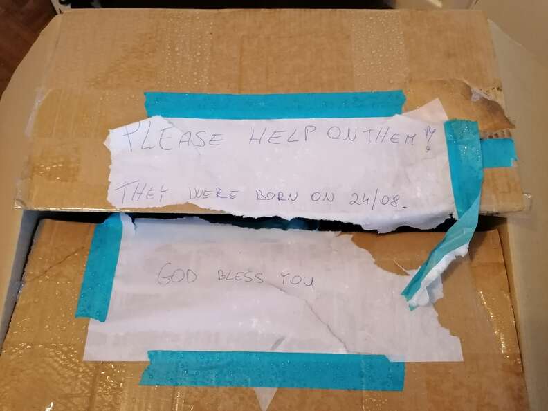 kittens abandoned in box