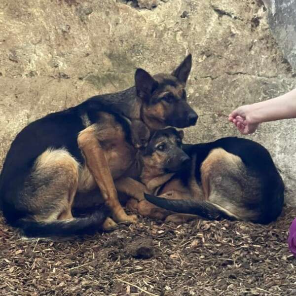 dogs huddling together 