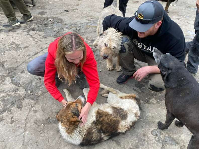 vet volunteering in ukraine