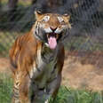 tiger sticking its tongue out