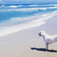 dog at Walton Rocks beach