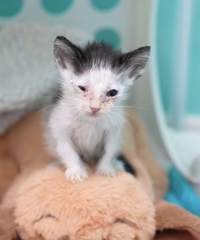 Sick newborn sale kitten