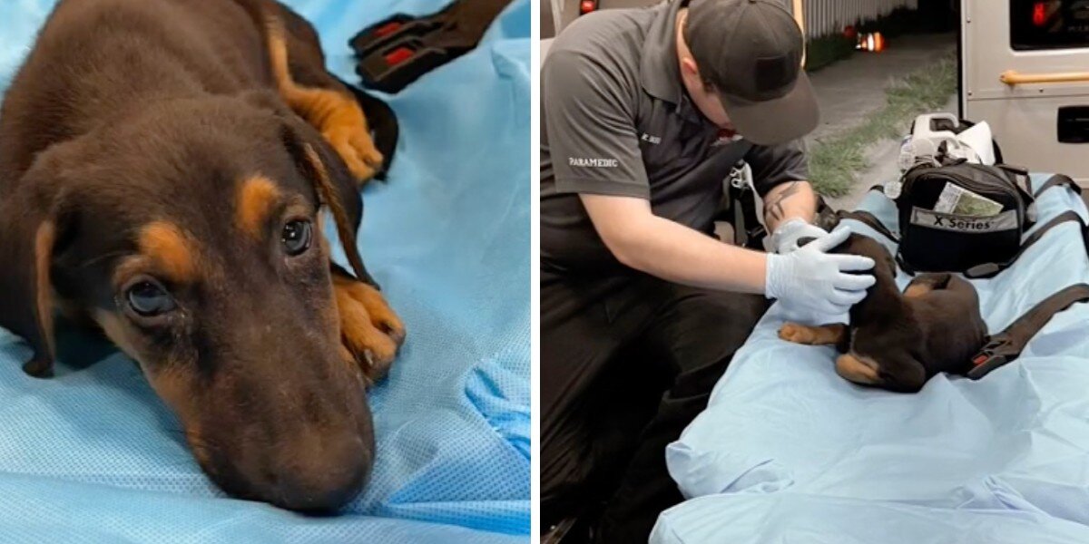 EMT Adopts Sammy The Heartbroken Dog He Meets On Way To The Hospital ...