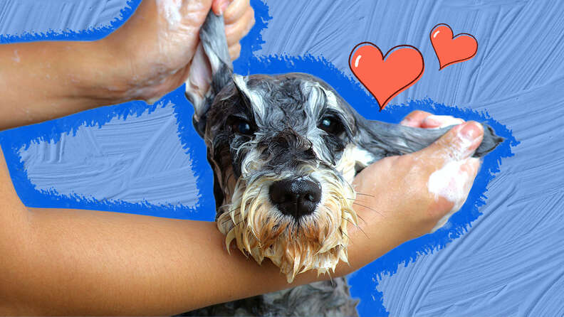 The 6 Best Dog Bath Brushes On  - DodoWell - The Dodo