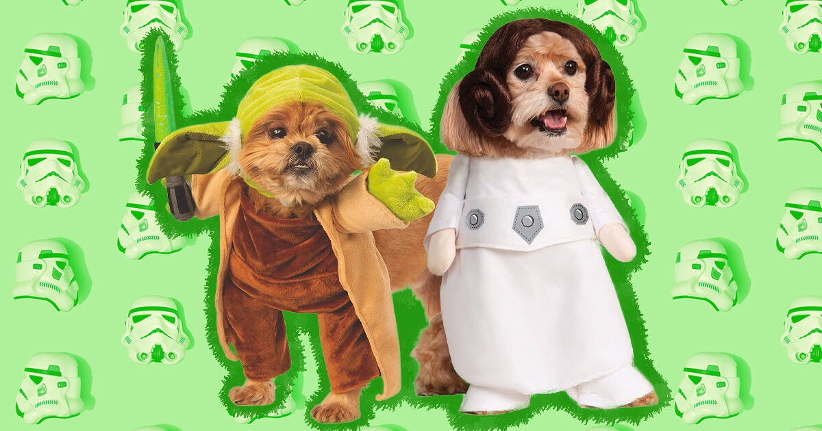 Dog Costumes: The 22 Best Options For Halloween 2022 - DodoWell