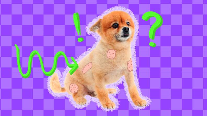 Alopecia In Dogs: A Vet Explains The Causes And Symptoms Of This Common Condition - DodoWell - The Dodo Alopecia In Dogs: A Vet Explains The Causes And Symptoms Of This Common Condition - DodoWell - The Dodo