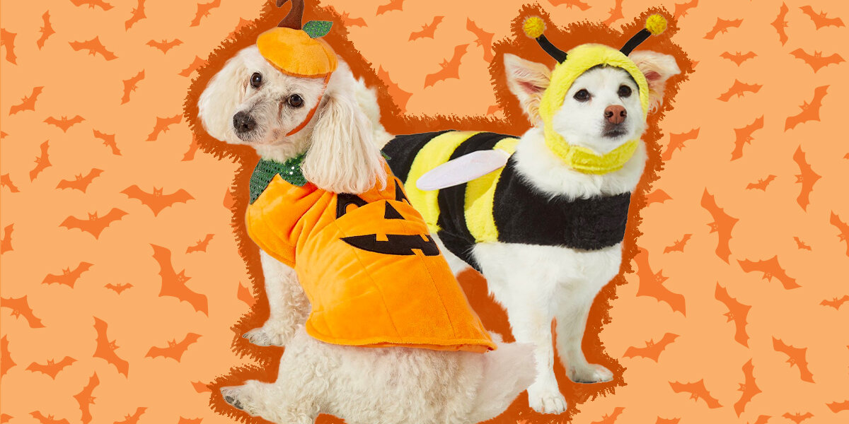 Orange dog costume sale