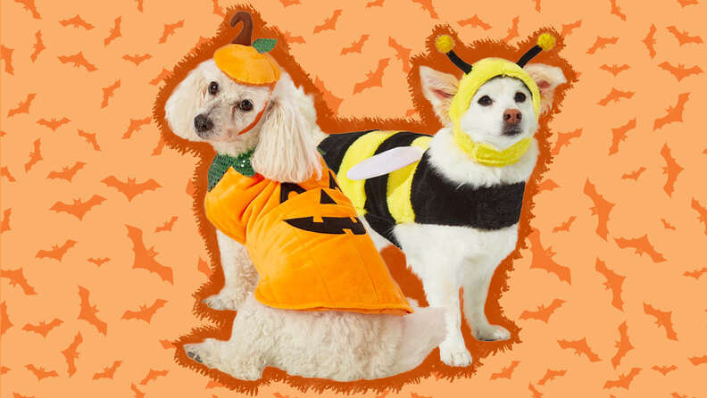 Dogs dressed 2024 in halloween costumes