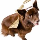 For the good-est dog there is: Pet Krew Angel Wings Costume