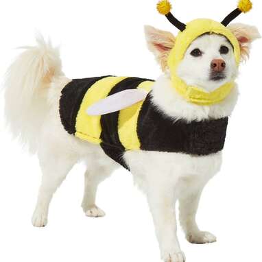 For your little lovebug: Frisco Bumble Bee Dog Costume