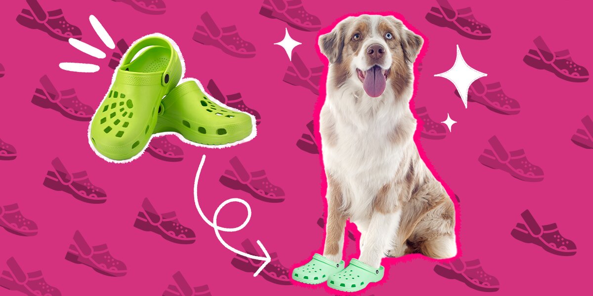 Dog Crocs Exist Now Because Humans Are Morons