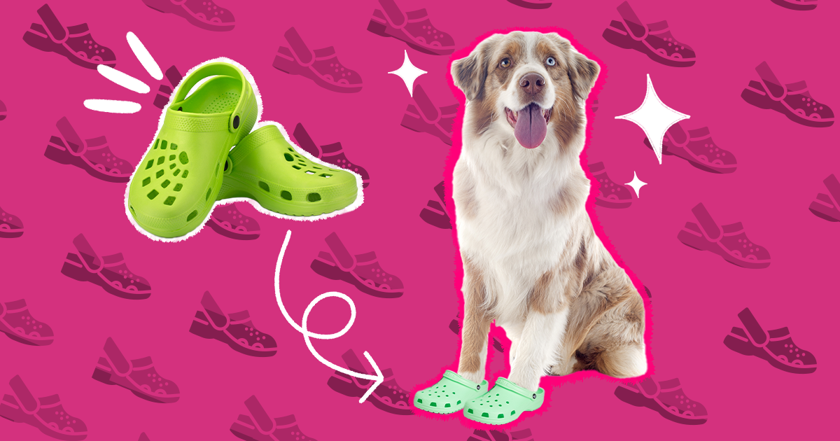 Dog Crocs: You Can Get A Pair For Your Pup, And They're *Obviously*  Adorable - DodoWell - The Dodo