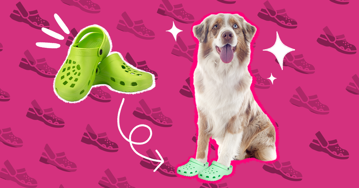 These Plastic Dog Shoes Look A Lot Like Crocs