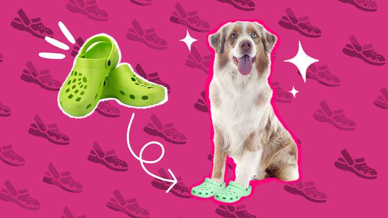 Dog crocs sales