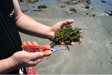 Sea Foraging San Luis Obispo County