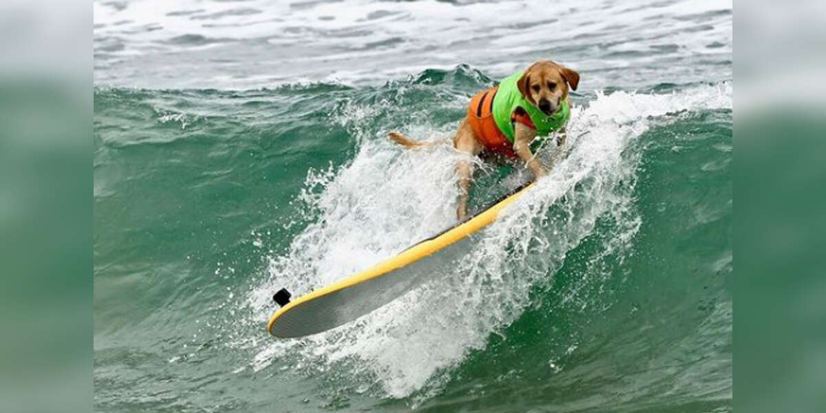 Where Can Dogs Swim In Los Angeles