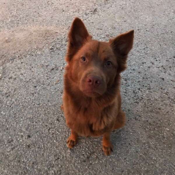 dog staring at camera