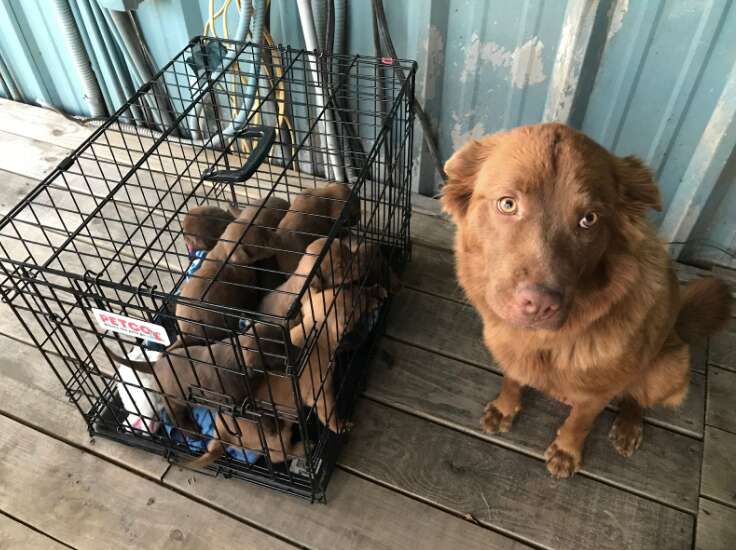 dog and puppies