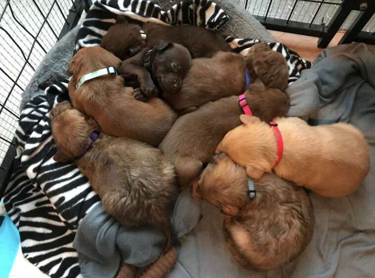 puppies