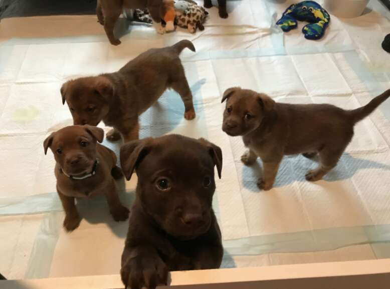 puppies staring at camera