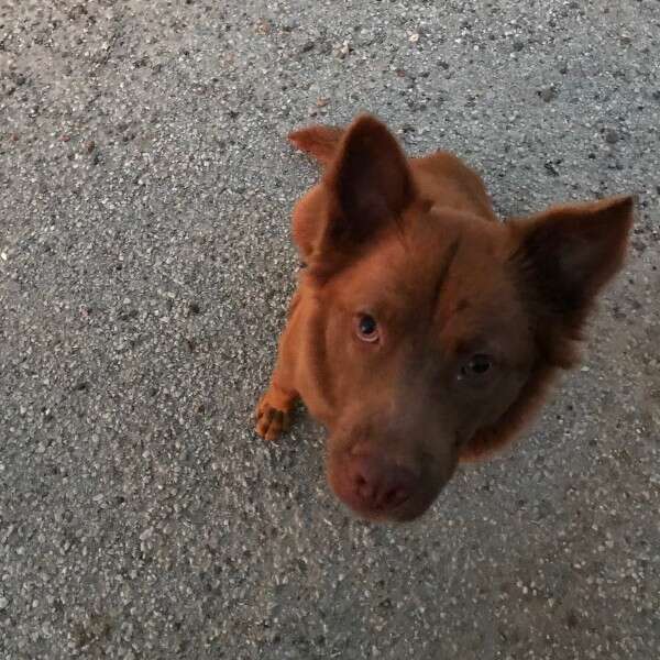 dog staring at camera