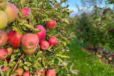 Mary's Ultimate Apple Guide: Picking, Storing, and Best Apples for