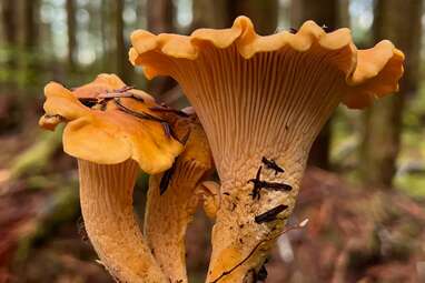 Learn to Forage and Grow Mushrooms