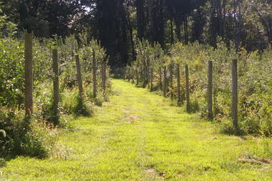 Indian Orchards