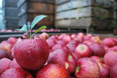 Weaver's Orchard