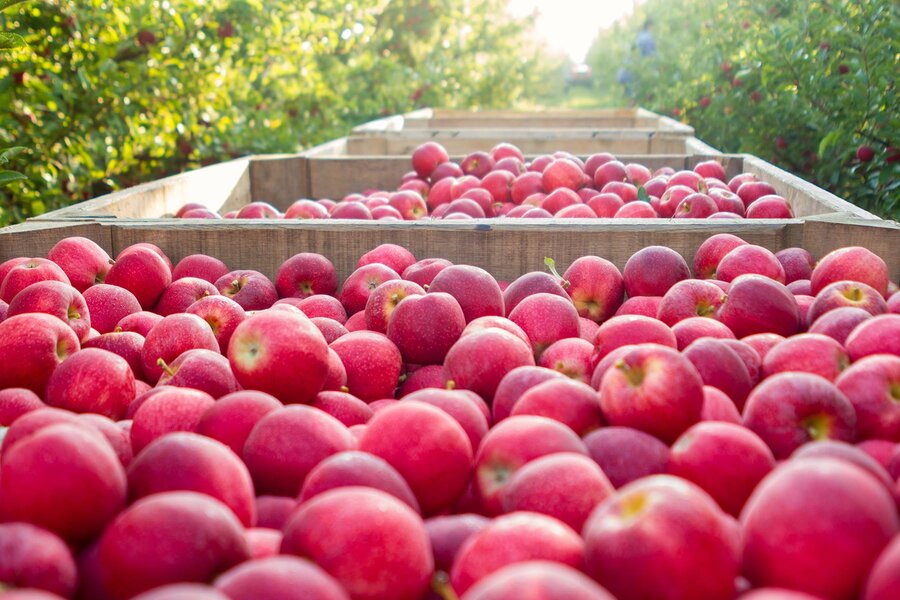 Princeton Insider: The Fruit Company