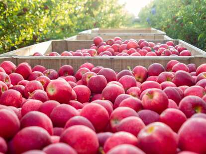 Solebury Orchards