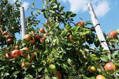 Russell Orchards