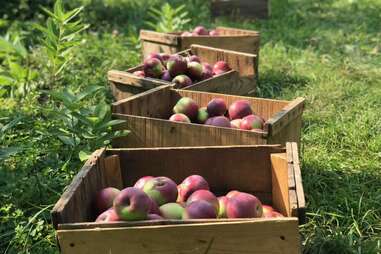 Red Apple Farm