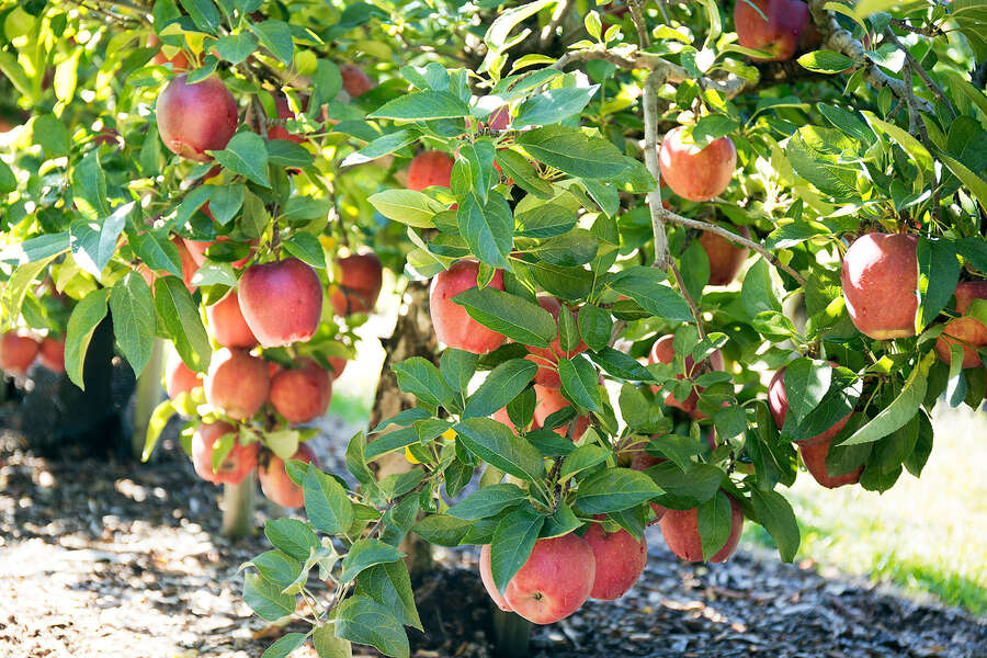 Where to Go Apple Picking Near Boston Farms and Orchards for Day Trips