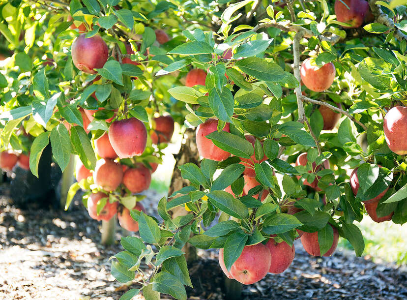 Envy apples expecting big harvest for holiday season - Fruit Growers News