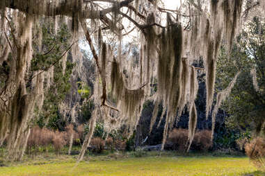 Sapelo Island