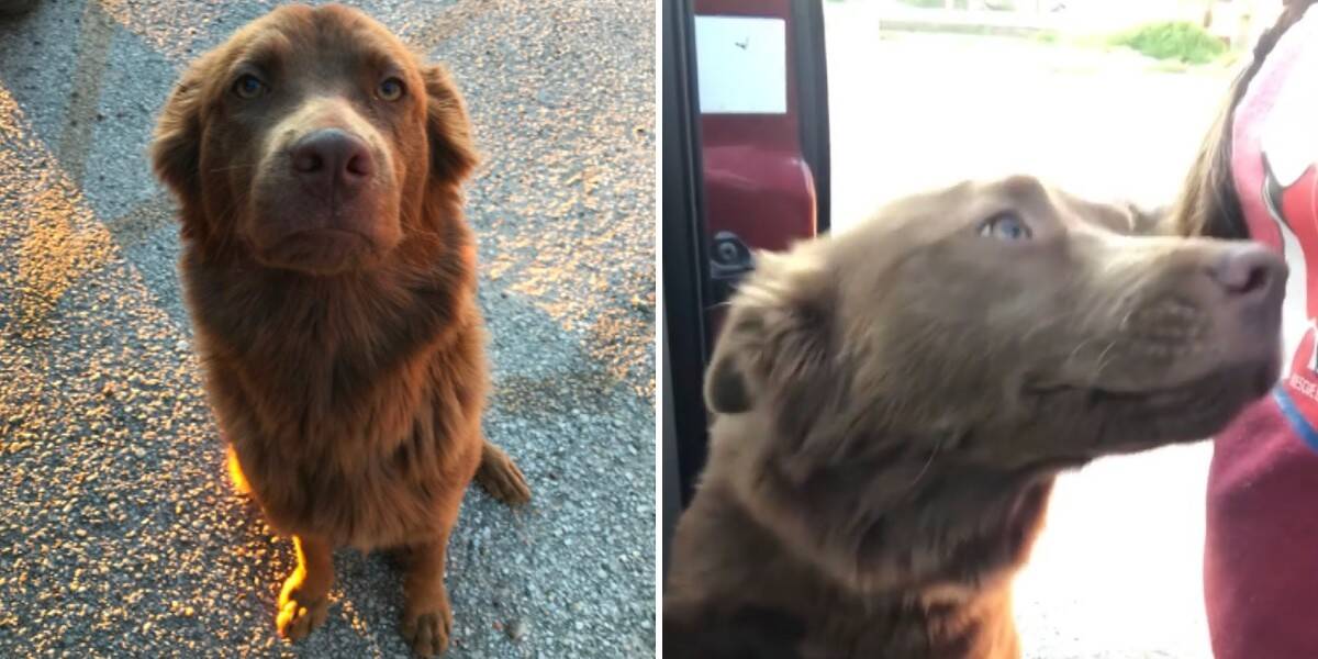 Dog Gets Custom-Built Watchtower to Keep an Eye on Things at Home