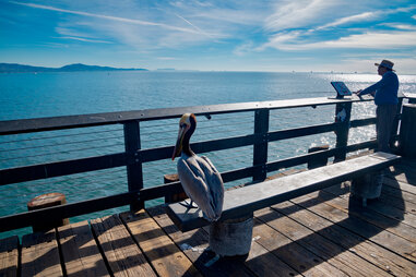 fisherman on the pier with pelican