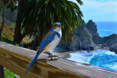 bluejay by waterfall