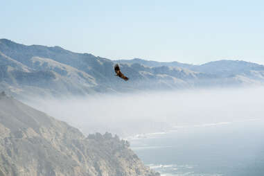 The California Condor flies in Big Sur