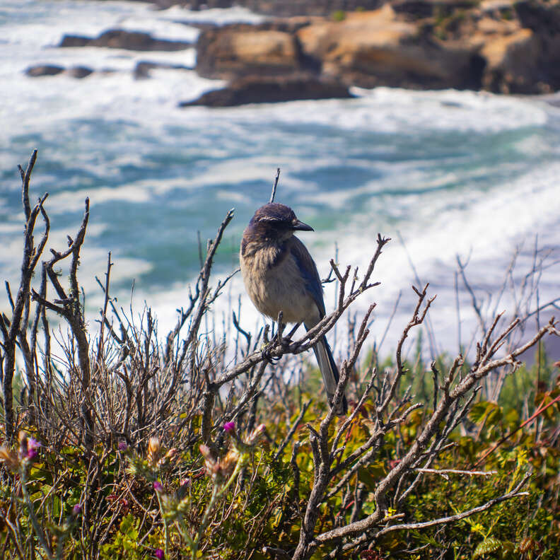 scrubjay
