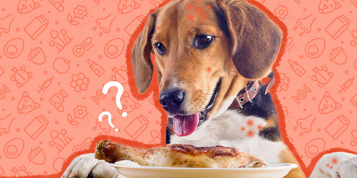 Dog allergic to 2024 venison