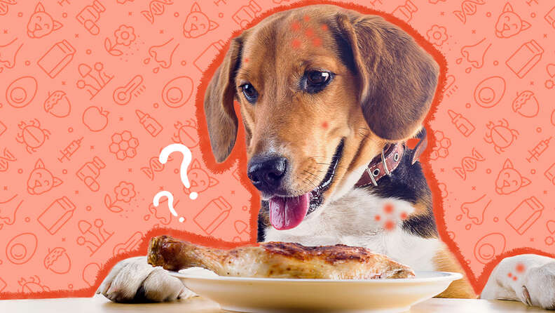 how do i know if my dog has food allergies