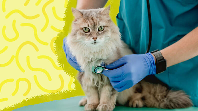 Safe heartworm top prevention